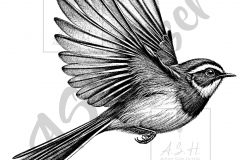 Fantail-Flying