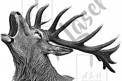 Roaring-Stag