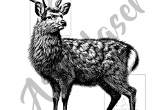 Sika