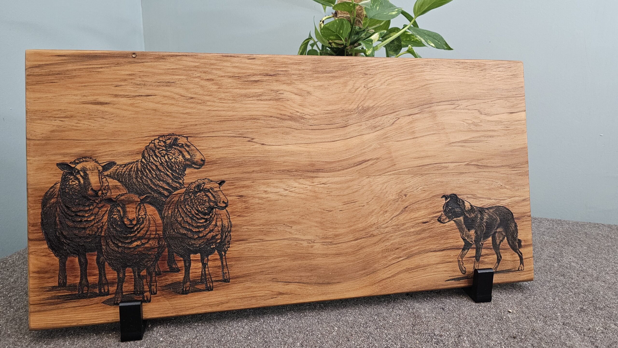 Sheep