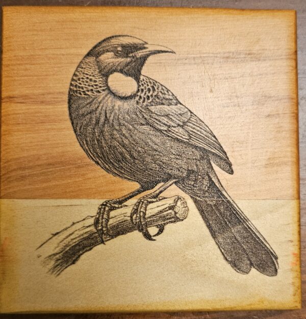 Tūī - Image 2