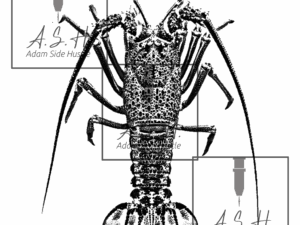 Kōura - Crayfish Top