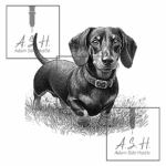 Dachshund
