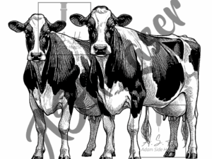 Holstein Friesian
