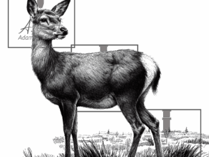 Fullbody Hind