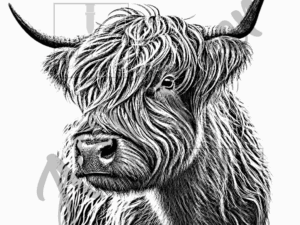 Highland Cattle