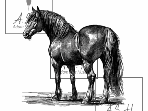 Hōiho - Horse Standing