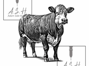 Single Hereford