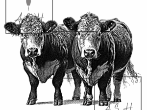 Two Hereford