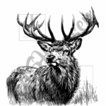 Sketchy Stag