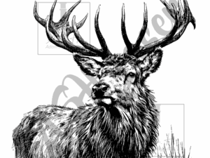 Sketchy Stag
