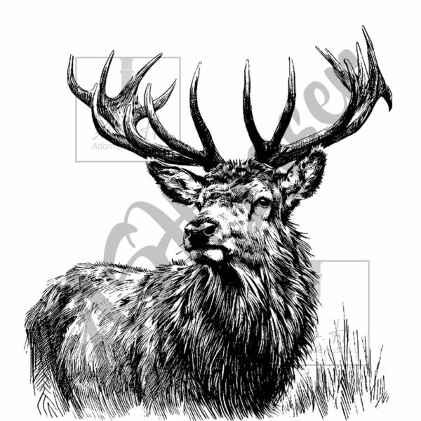 Sketchy Stag