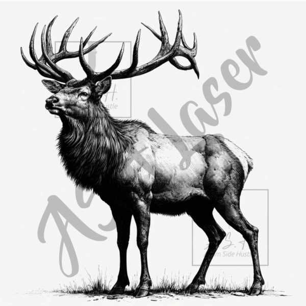 Wapiti Standing