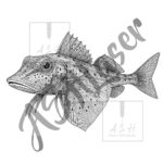 Pūwhaiau - Gurnard