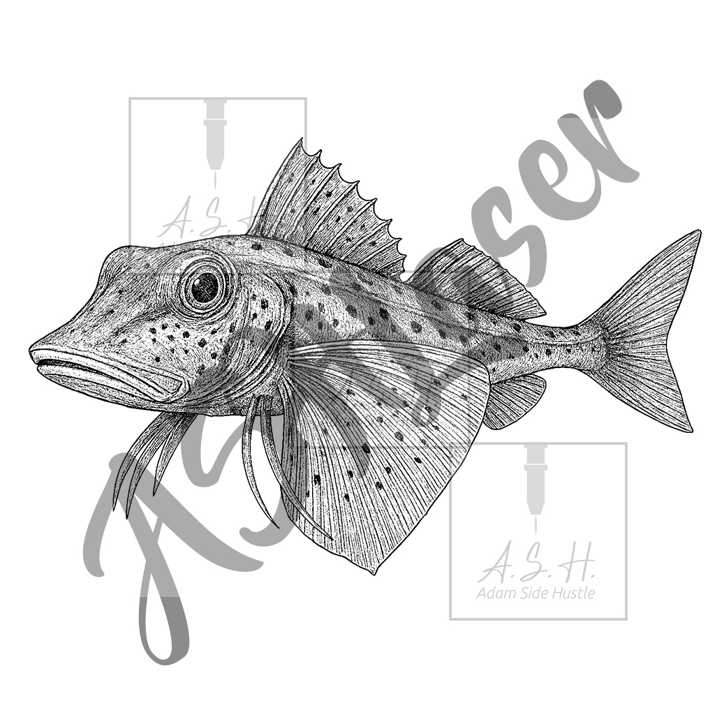 Pūwhaiau - Gurnard